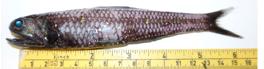 Photo Cred: Eduardo Grimaldo