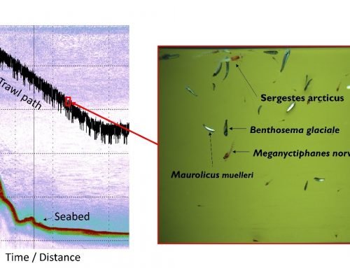 Identifying key members of the mesopelagic ensemble in situ