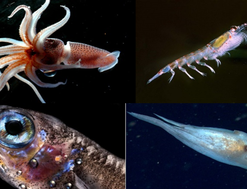 Do cetaceans eat mesopelagic organisms?