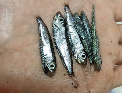 Mesopelagics – New gold rush or castle in the sky?