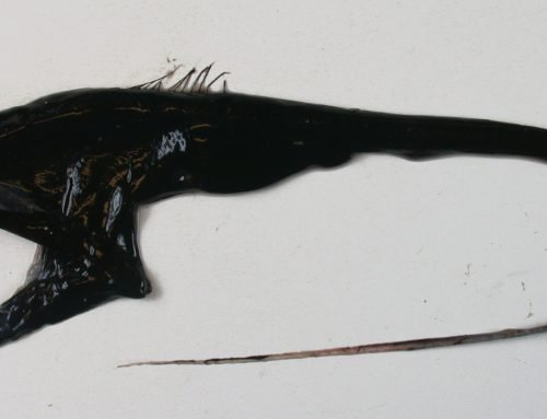 Creature Spotlight: Pelican Eel