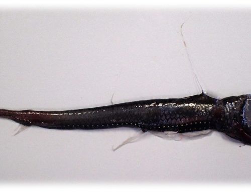 Biomass estimates from Ifremer scientific cruise in fall