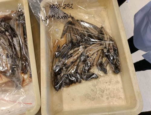 Meso- and bathypelagic fish feeding ecology: A meta-analysis on fatty acids and stable isotope trophic studies