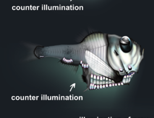 Current Knowledge of Mesopelagic Fishes
