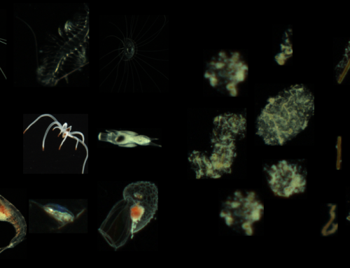 How can carbon transport be studied with a camera?
