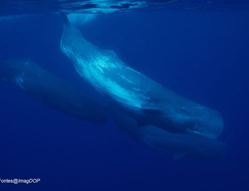 How does the size structure of squid and octopus impact top predators in the mesopelagic?